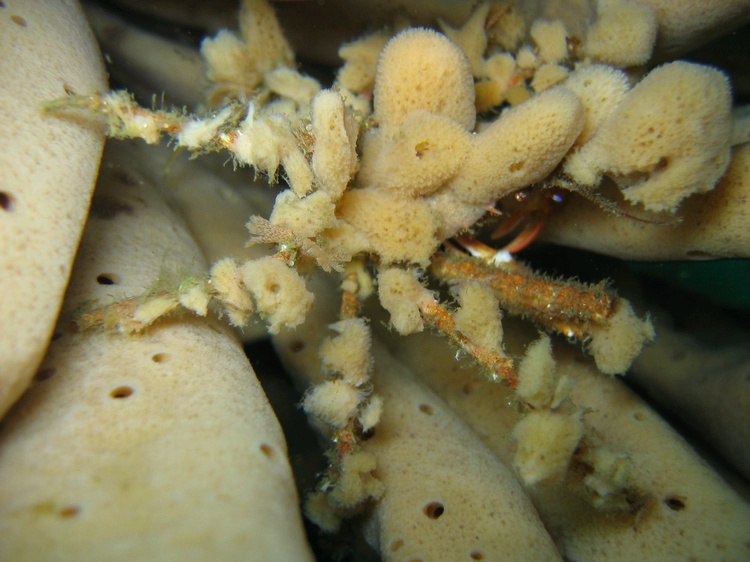 Decorator crab