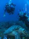 Chillin Sea Turtle