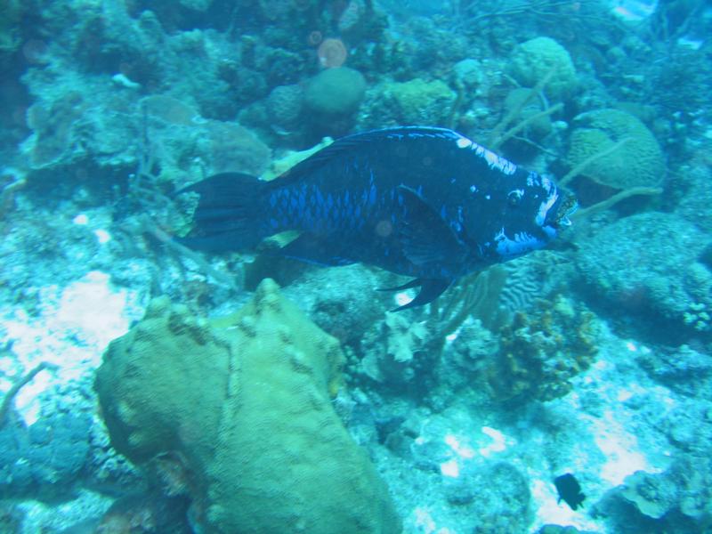 Bonaire - Midnight Blue Parrotfish