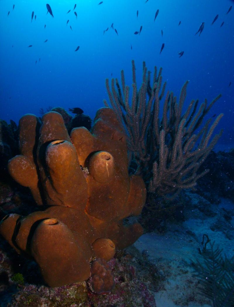 Reef Scene, Grand Cayman