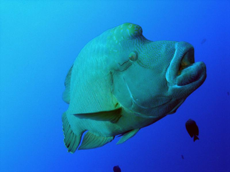 Napoleon Wrasse - Egypt