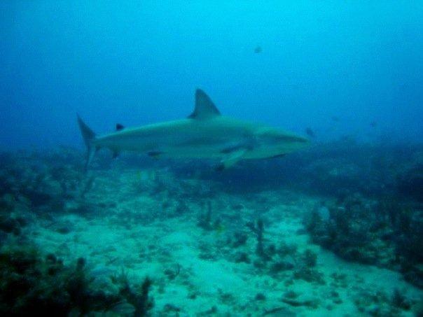 Carribean Black Tip Reef Shark