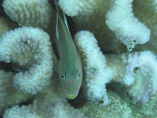 Hawai’i reef fish