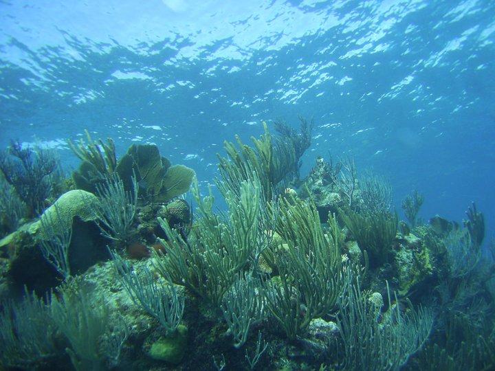 Bermuda Shallow Reef