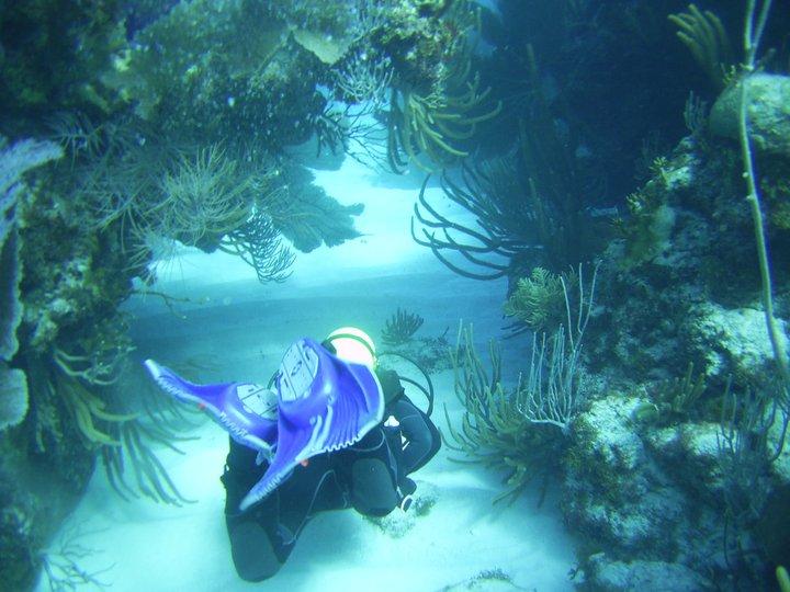 Swim through on reef in Bermuda