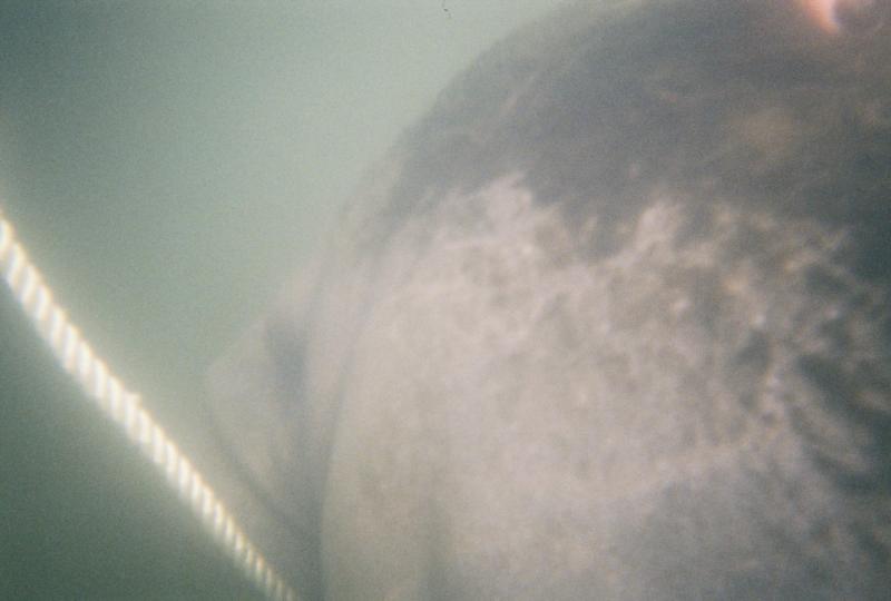 Manatee trying to eat rope hanging from boat