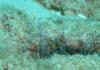 Blue spotted anemone shrimp
