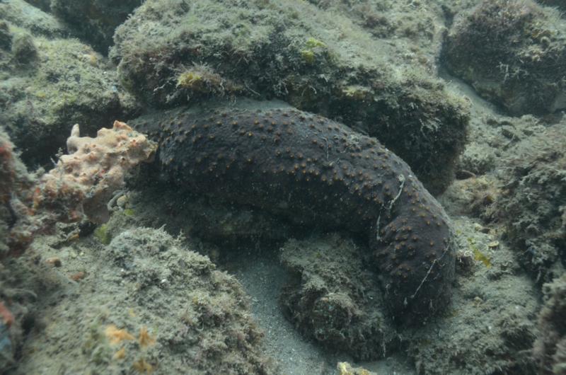 Sea cucumber 2-3 ft long