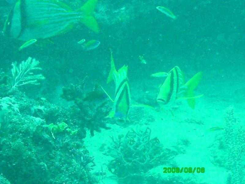 Kaptain’s Kurls Reef, and Julie’s off of Jupiter, Florida