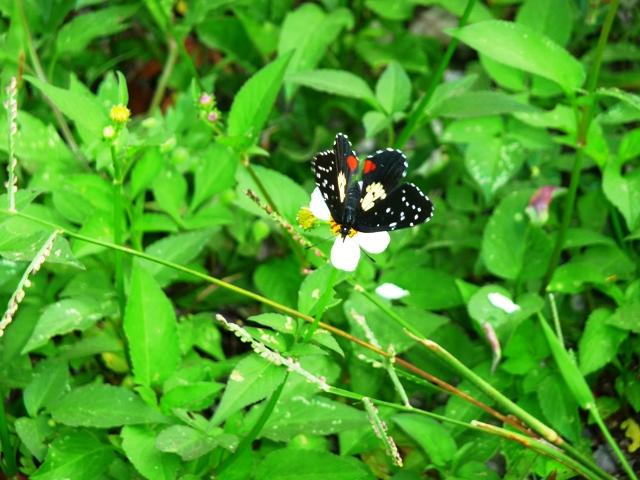 Just a Butterfly - Belize