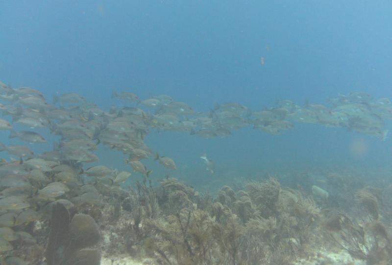 School of Fish, reef off Cancun