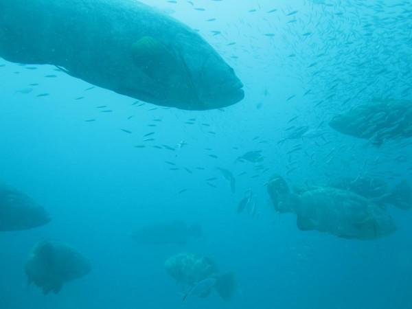 Goliath Groupers on the Corridor
