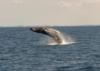 Breaching Humpback Whale off Bermuda