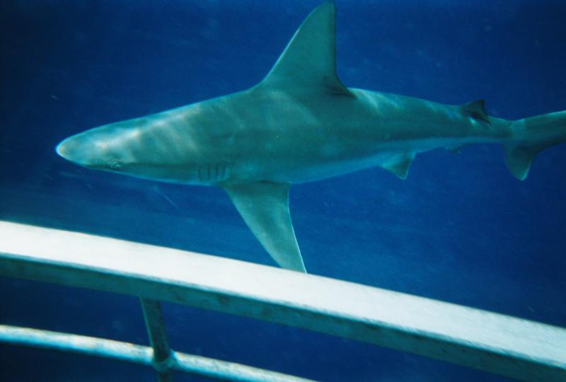 Shark Dive Hawaii