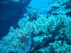 Coral thrives due to low diver activity