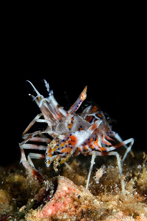 Tiger shrimp