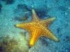 Love these giant starfish