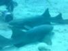 Shark feeding in Key Largo