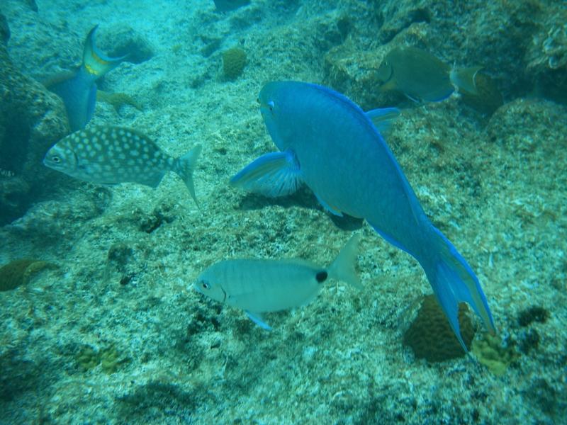 Blue parrotfish and others, Bermuda