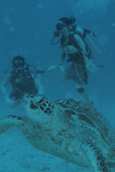 Turtle In Hawaii