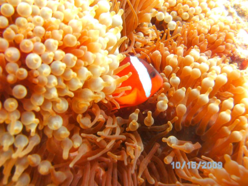 another clown fish in fiji