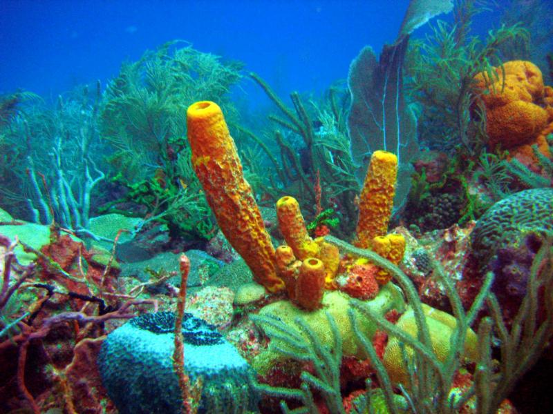 Barbados Coral Reef