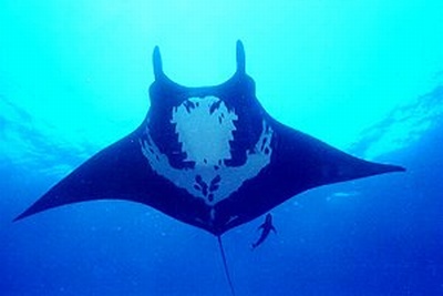 manta