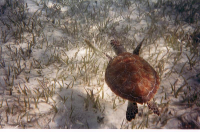 Sea Turtle in Bahamas