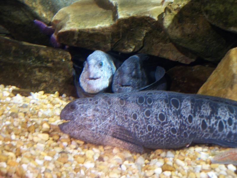 Ga. Aquarium/Wolf eels