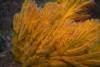 Anacapa Island - California Golden Gorgonian