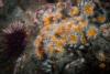 Anacapa Island - Corynactis Club Tipped Anemone
