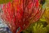 Anacapa Island - Red Gorgonian