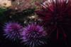 Anacapa Island - Sea Urchins