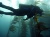 Diver through the kelp