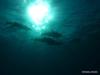 Dolphins & Sunlight Under Water
