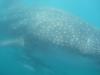 An amazing experience... Up close and personal with a Whale Shark in the Indian Ocean :o)
