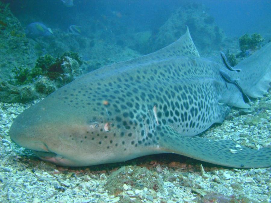 Leopard Shark in Iranian waters... Wicked drift dive in the Straight of Hormuz :oD
