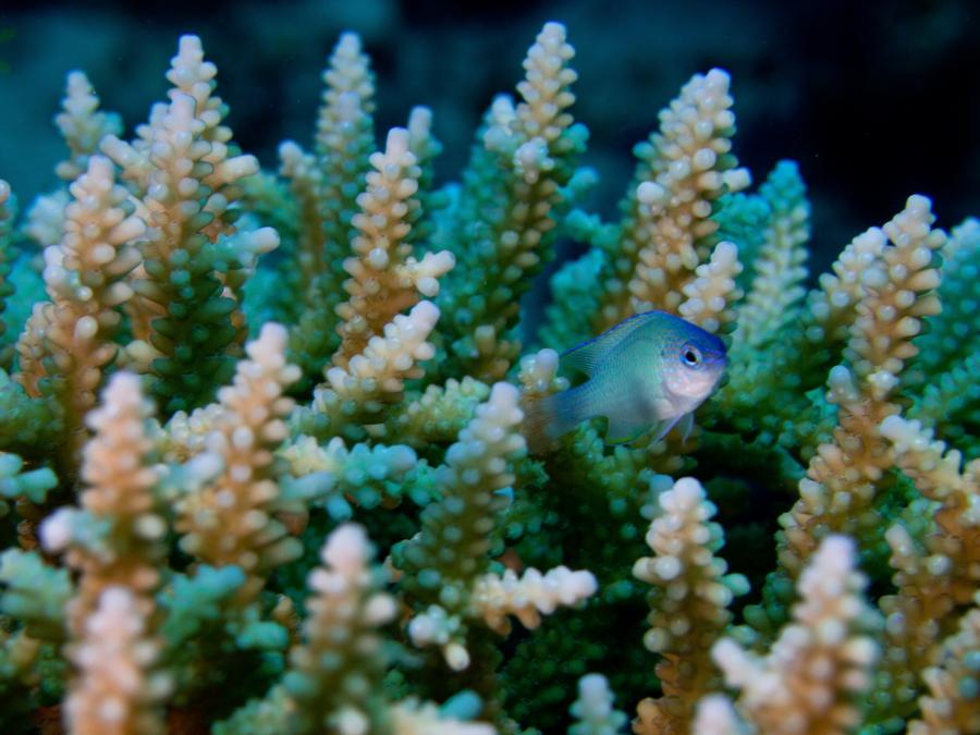 Reef Fish, South Ari Atoll Maldives