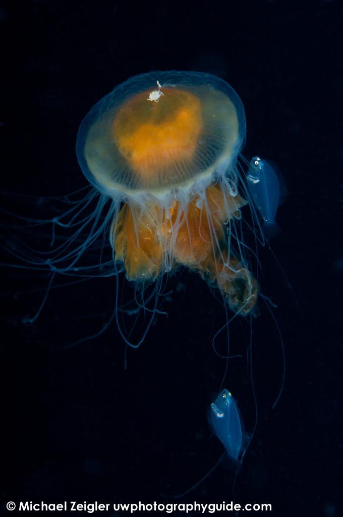 Fried-egg jelly & friends - Blue water dive off the coast of Palos Verdes, CA