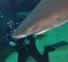 Dive with Sharks @ Florida Aquarium 7/17/11