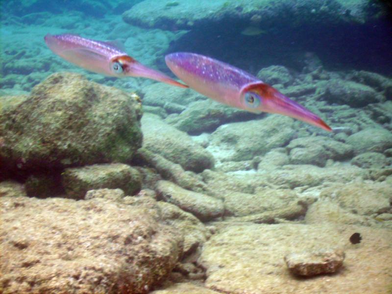 Pair of Reef Squid - Bonaire