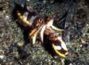 Mating Flamboyant Cuttlefish