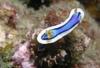Nudibranch- Tobago Cays