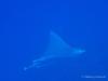 Cozumel - I spoted a spotted (eagle ray)