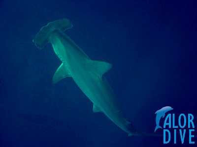 Hammerhead - Alor / Indonesia, Divesite: The Arch