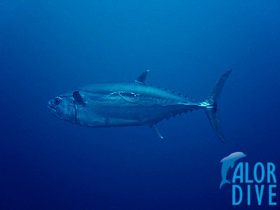 Dogtooth Tuna - Alor / Indonesia, Divesite: Bullet