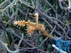 Harlequin Ghost Pipe Fish - Alor / Indonesia, Divesite: Japanese Wreck 