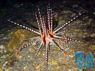 Sea Urchin - Alor / Indonesia, Divesite: Aldi Cave