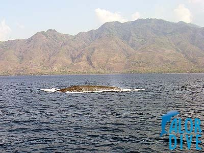 Whale - Alor / Indonesia, Divesite: Mali