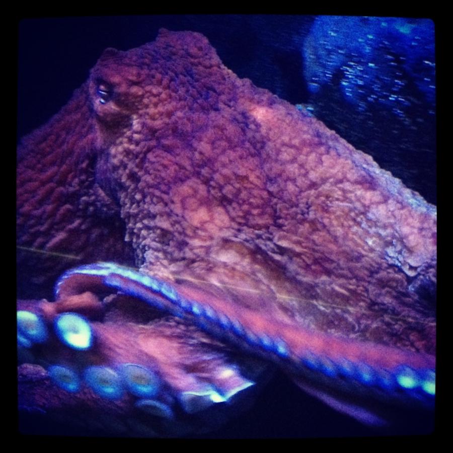 Giant Pacific Octopus Long Beach, Ca